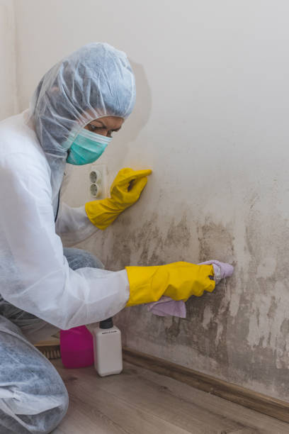 Best Crawl Space Mold Remediation  in Enterprise, NV